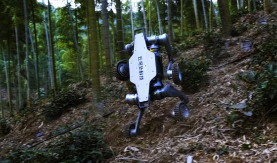 今年会jinnian山猫